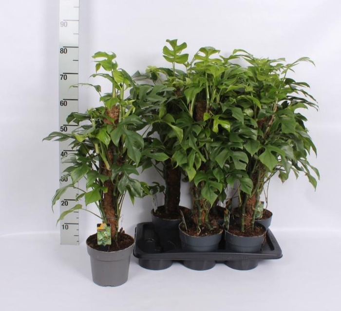 <h4>PHIL OVERIG</h4>