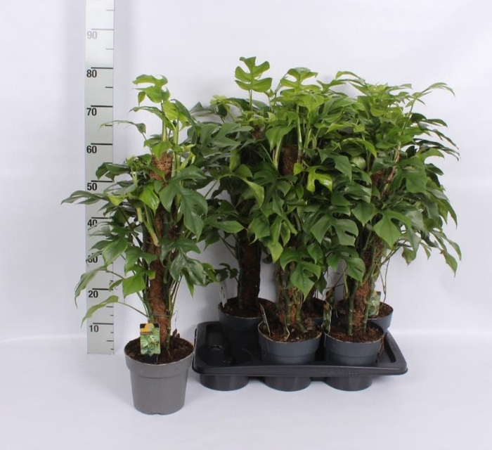 <h4>MONSTERA OV</h4>