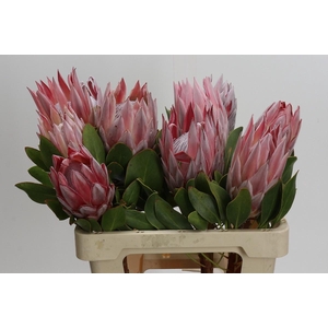 Protea Cynaroides