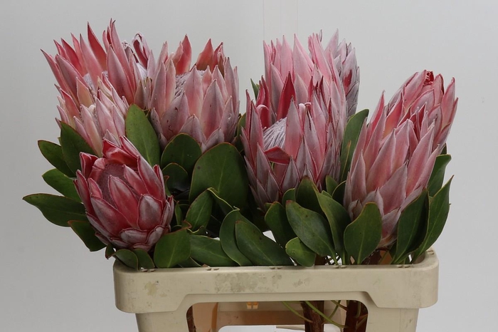 <h4>Protea Cynaroides</h4>
