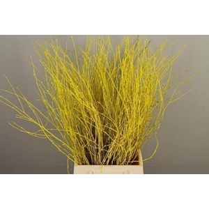Betula paint yellow