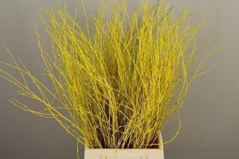 <h4>Betula paint yellow</h4>