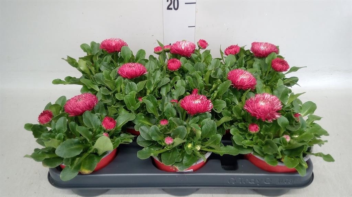 <h4>Bellis perennis</h4>