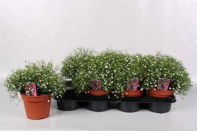 <h4>GYPS M FLEUR WHITE</h4>