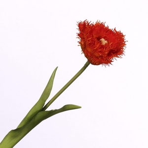 Tulipa Crispa Orange FL440263ORA