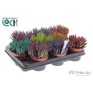 Haworthia Zebrina Make Upz mix