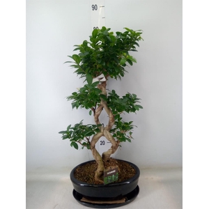 Ficus microcarpa 'Ginseng'