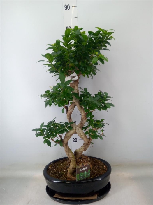 <h4>Ficus microcarpa 'Ginseng'</h4>