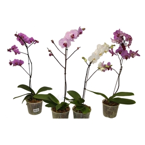 PHAL. 8/10 FLS P15 ROSA MIN 8 FLS