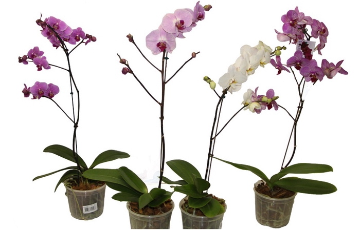 <h4>PHAL. 8/10 FLS P15 ROSA MIN 8 FLS</h4>