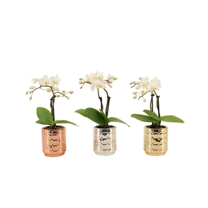 Mason Mix Tiny Dolls Wit 2T10+ Aqu@