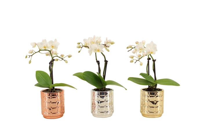 <h4>Mason Mix Tiny Dolls Wit 2T10+ Aqu@</h4>