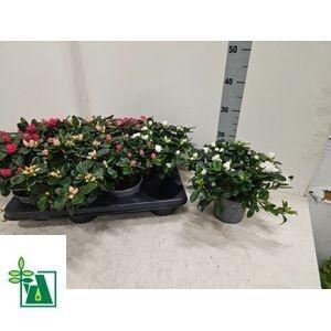 <h4>RHODO SI GEM 3 SRT</h4>