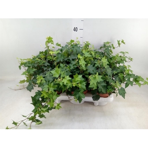 Hedera helix 'Brigitte'