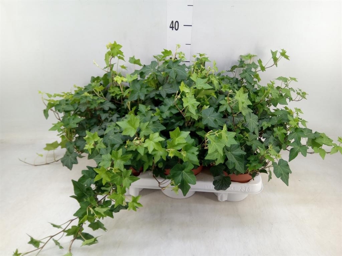 <h4>Hedera helix 'Brigitte'</h4>