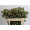 Leucadendron Ayoba Star Pearl