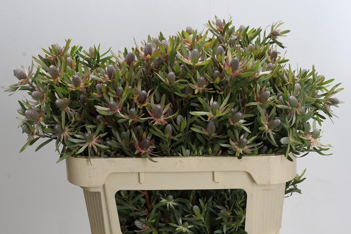 <h4>Leucadendron Ayoba Star Pearl</h4>