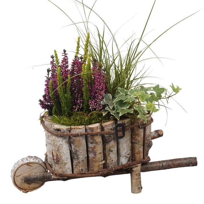 <h4>Arr.   Tuinplanten L%</h4>