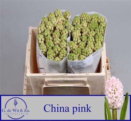 <h4>Hyac China Pink</h4>