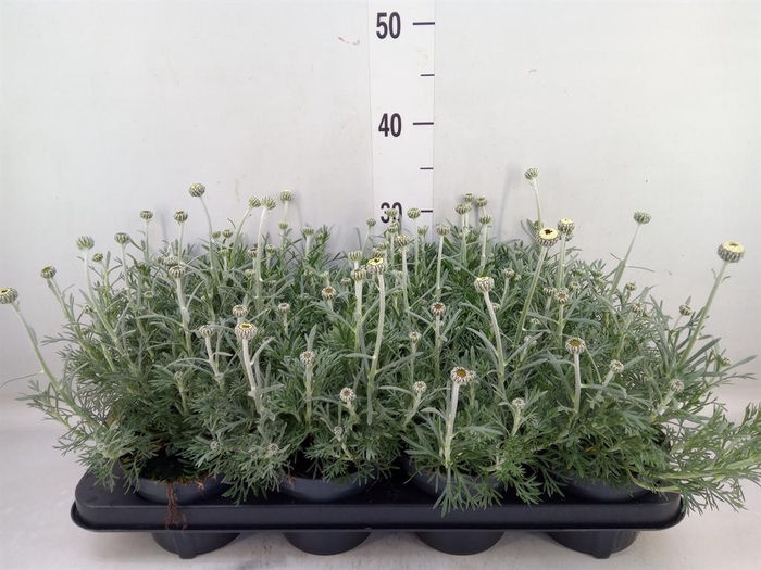 <h4>Rhodanthemum  'Casablanca'</h4>