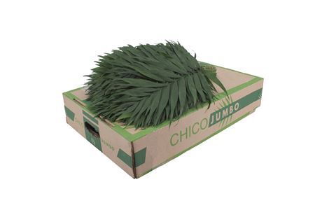 <h4>CHICO JUMBO</h4>