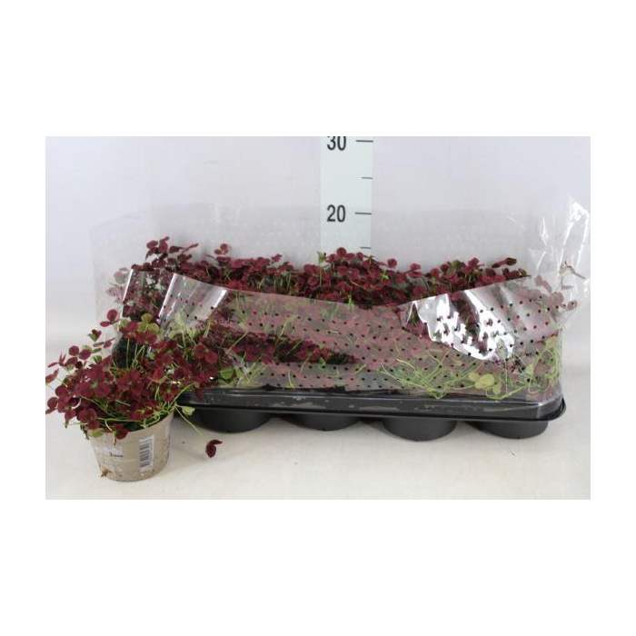 <h4>Trifolium rubens</h4>