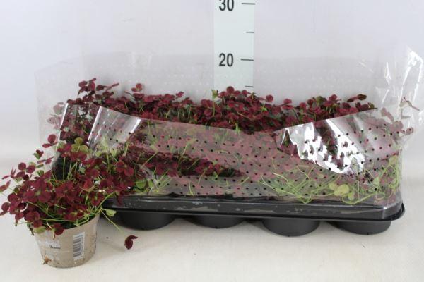 Trifolium rubens