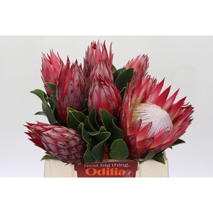 Protea Cynaroides Madiba