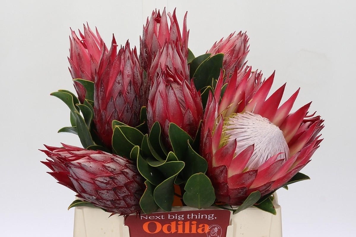 <h4>Protea Cynaroides Madiba</h4>