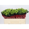Hypericum Lucky Romance