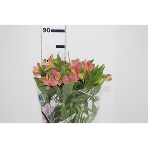 ALSTROEMERIA MODENA 080 CM