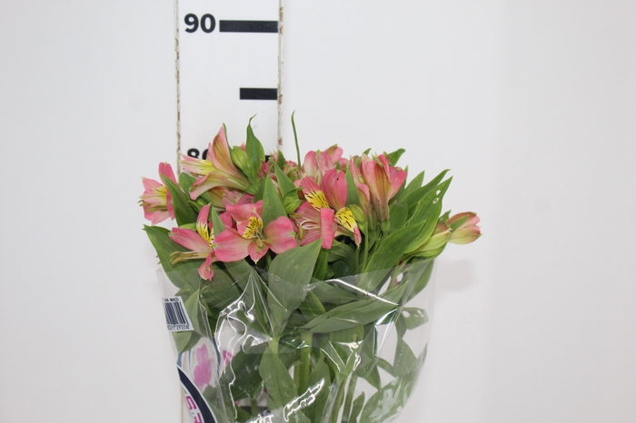 <h4>ALSTROEMERIA MODENA 080 CM</h4>