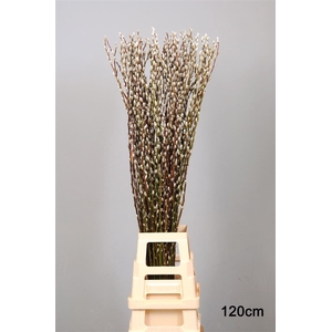 Salix Wilgenkatjes 120cm P Stem