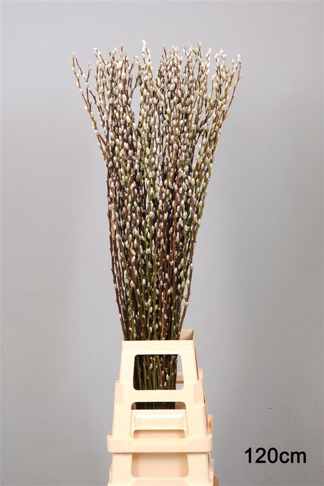<h4>Salix Wilgenkatjes 120cm Duitse</h4>