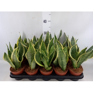 Sansevieria trifa. 'Futura Superba'