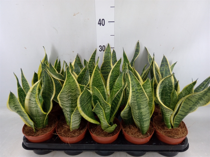 <h4>Sansevieria trifa. 'Futura Superba'</h4>