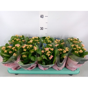 Kalanchoe blos. 'Serenity Salmon'