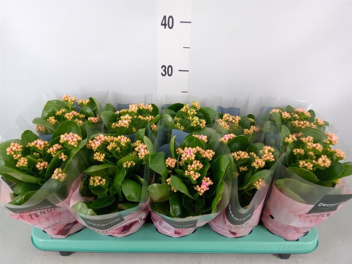<h4>Kalanchoe blos. 'Serenity Salmon'</h4>