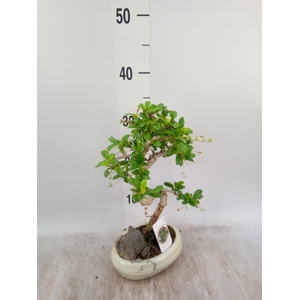 Bonsai   ...mix