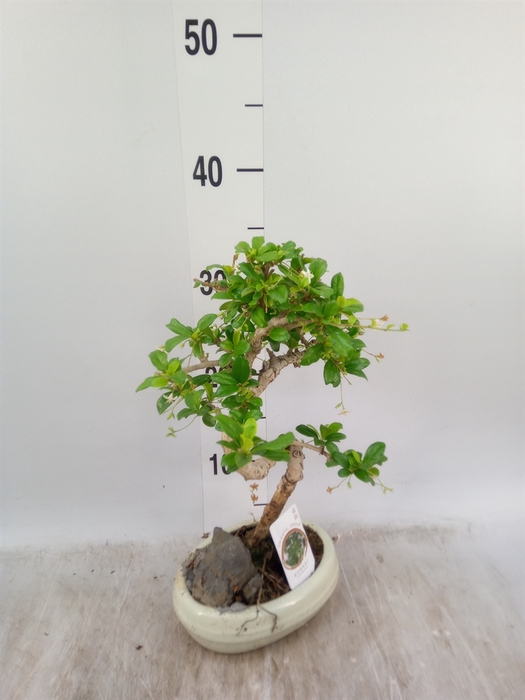 <h4>Bonsai   ...mix</h4>