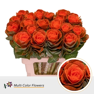 Brassica paint orange