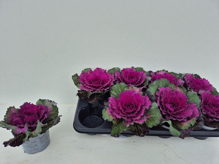 <h4>BRASSICA (SIERKOOL)</h4>