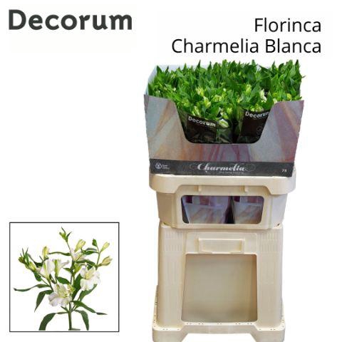 <h4>ALST FL CHARME BLANCA</h4>