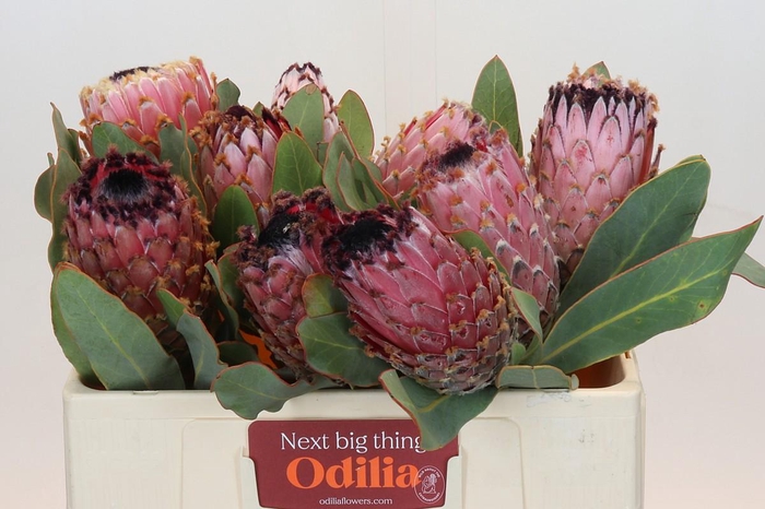 <h4>Protea Barbigera Air</h4>