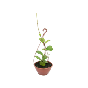 HOYA KERRII C21