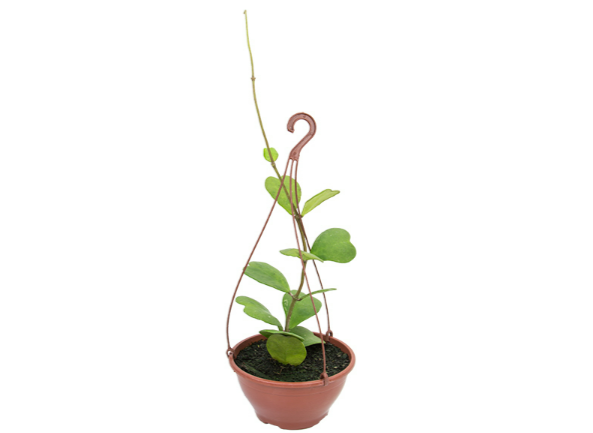 <h4>HOYA KERRII C21</h4>