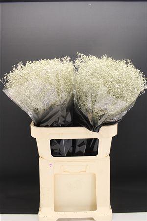 <h4>Gyps Fijn Platina</h4>