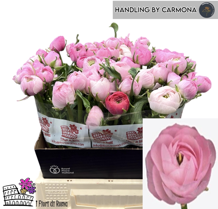 <h4>RAN AM MARSHMALLOW</h4>