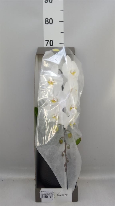 <h4>Phalaenopsis   ...white</h4>