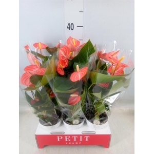 Anthurium andr. 'Livium Orange'